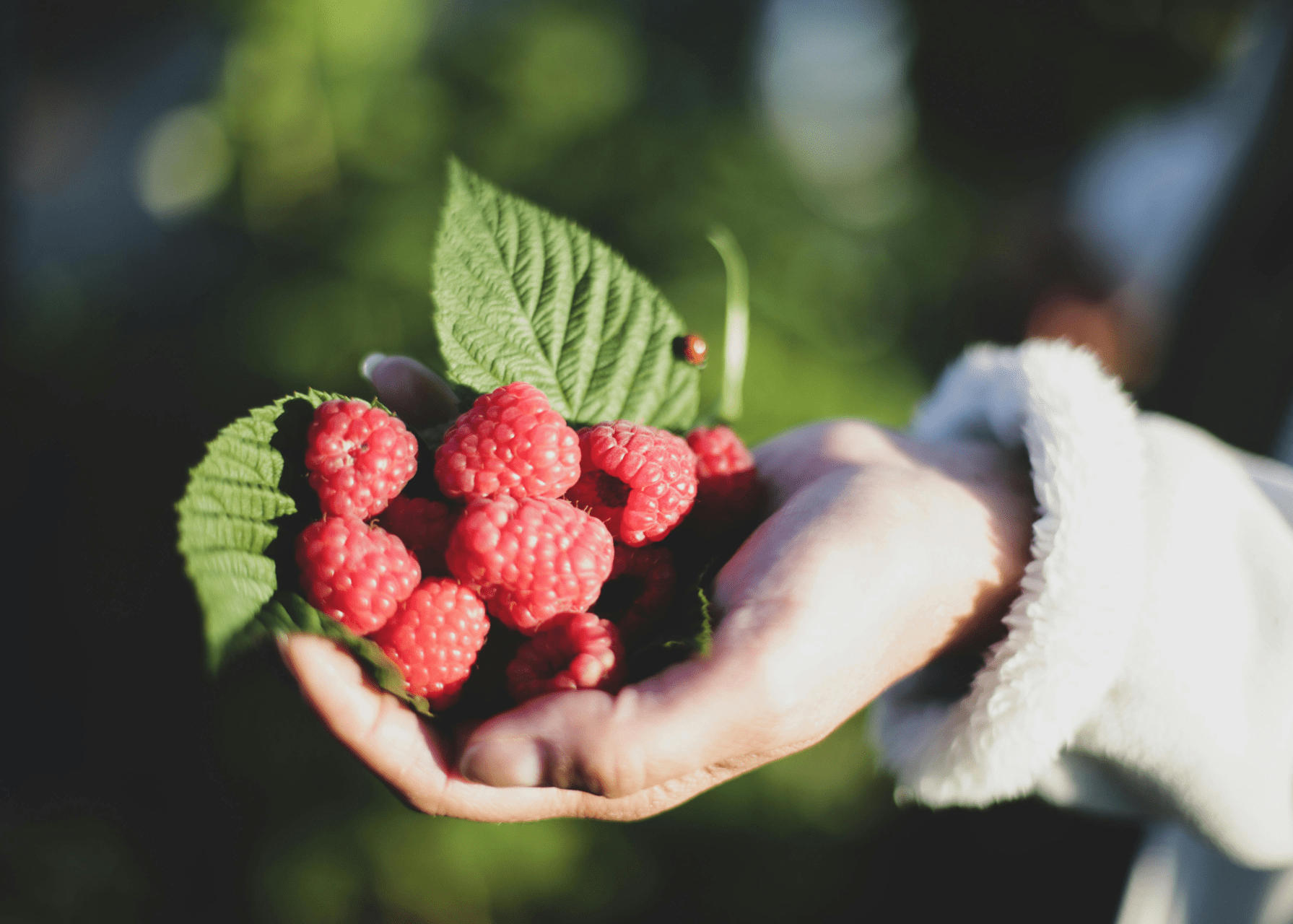 gallery raspberry image