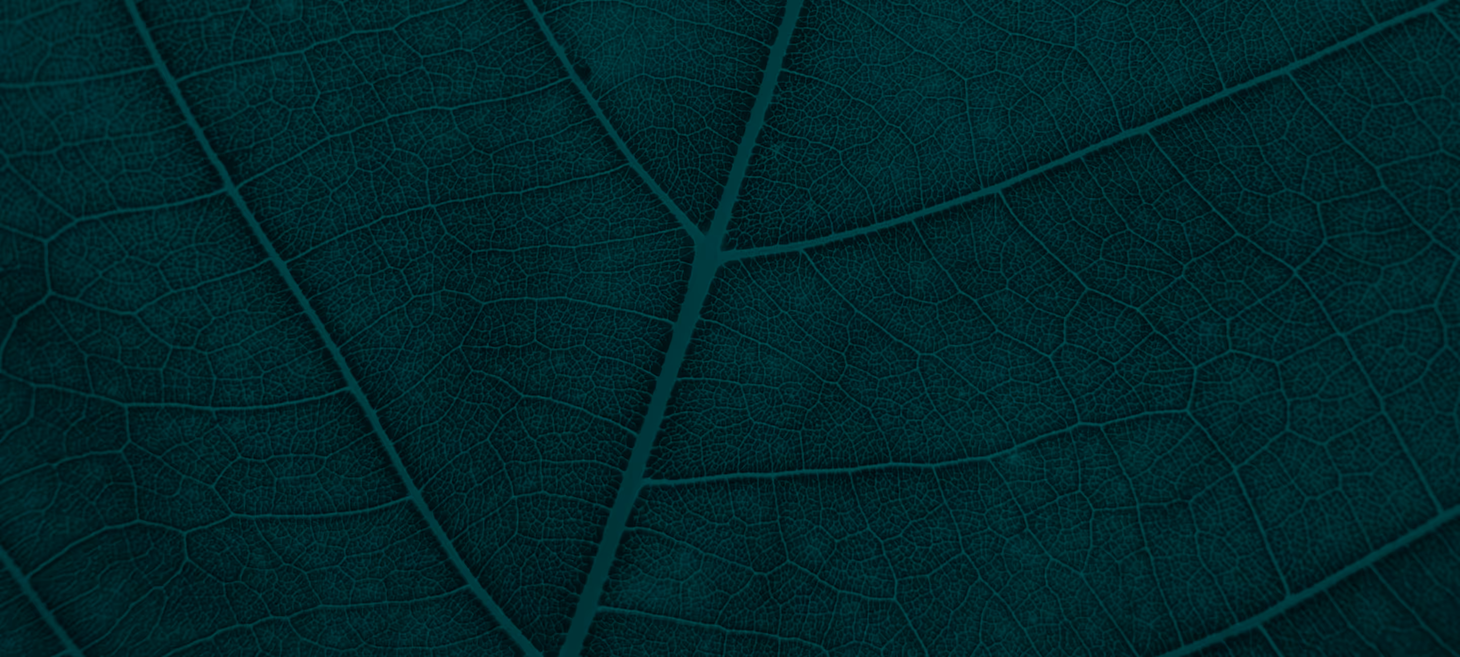 Close-up of dark green leaf showing detailed network of veins and texture.