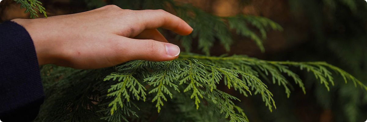 Article Single Image