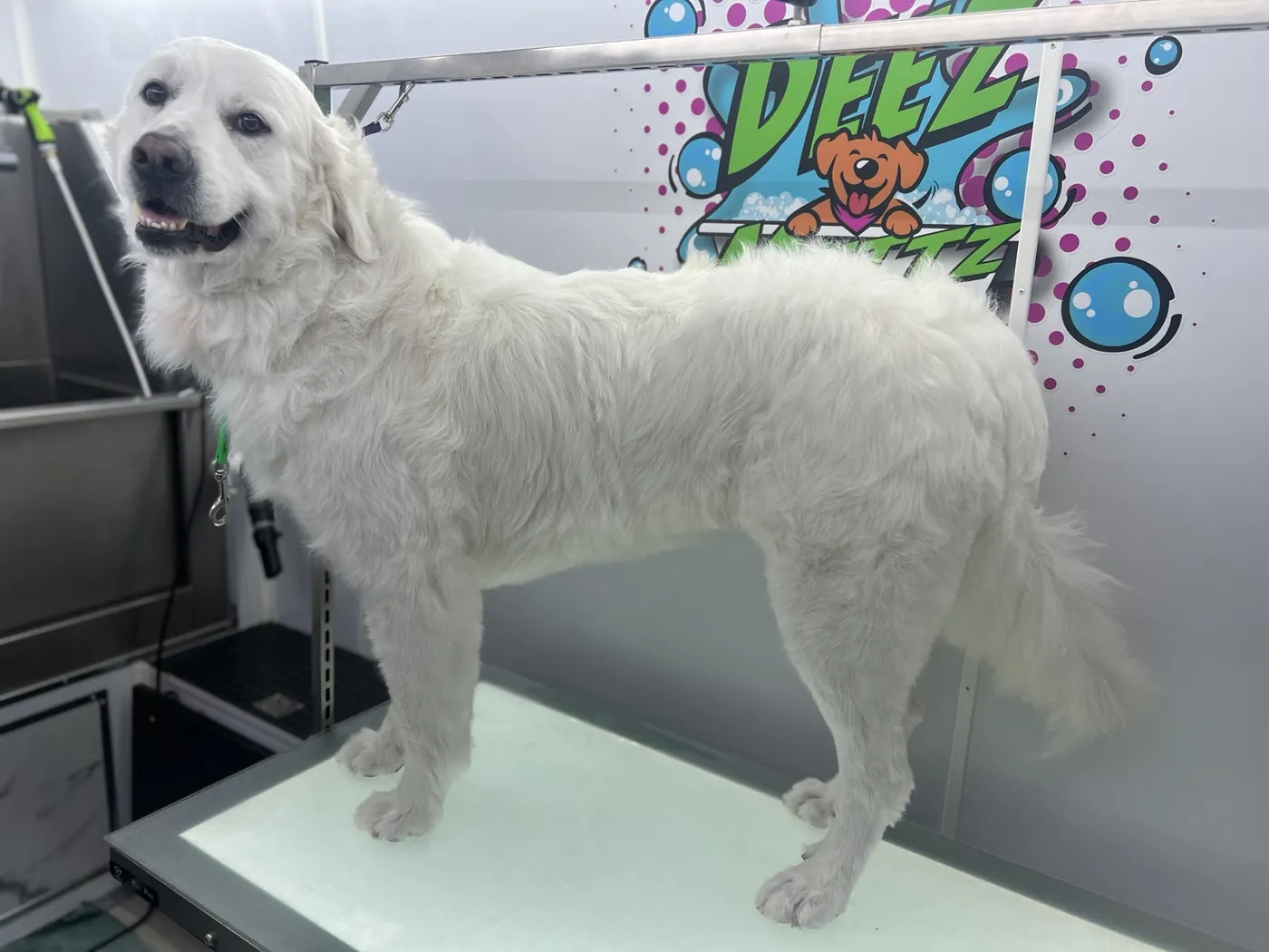 Large white dog standing on a grooming table inside the Deez Muttz mobile salon