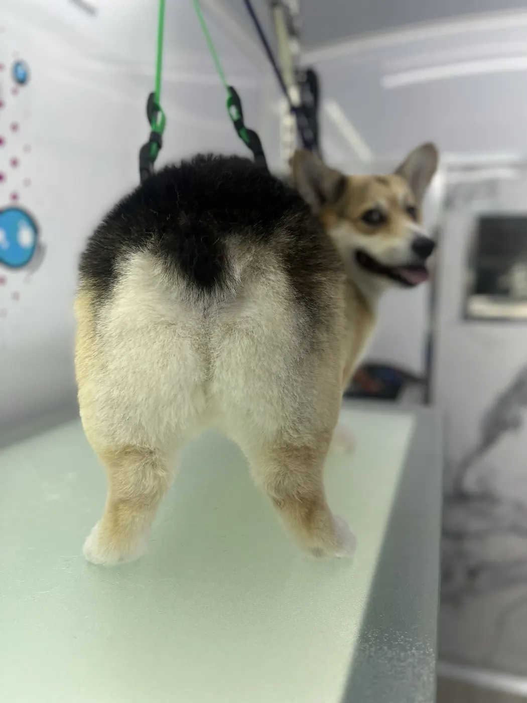 Tan, black and white dog standing sideways on a grooming table