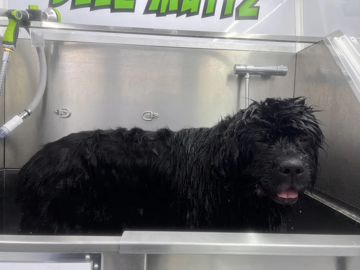 Ollie, a black Newfoundland, standing in the grooming tub inside the Deez Muttz mobile salon