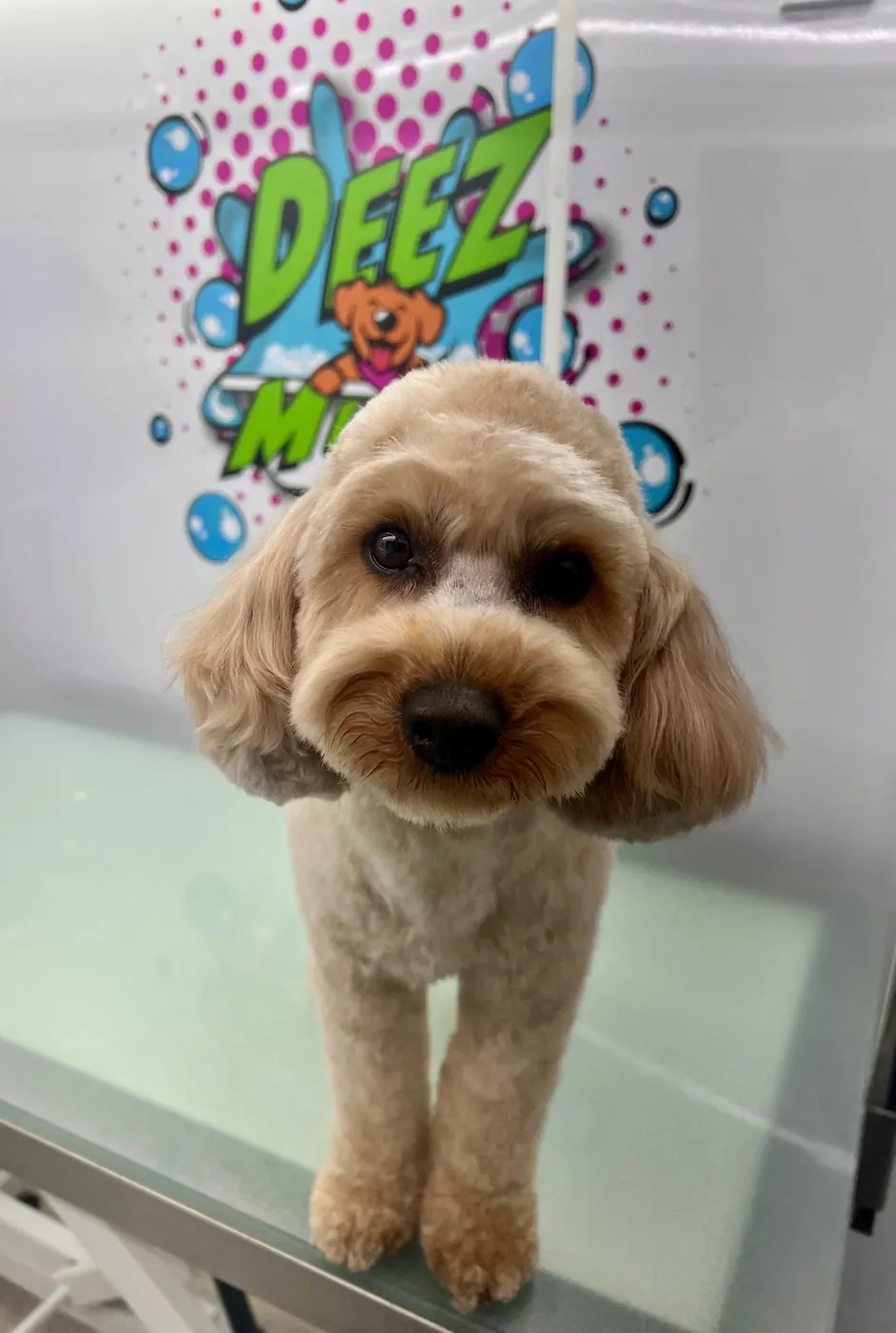 Small apricot curly-coated dog standing on a grooming table