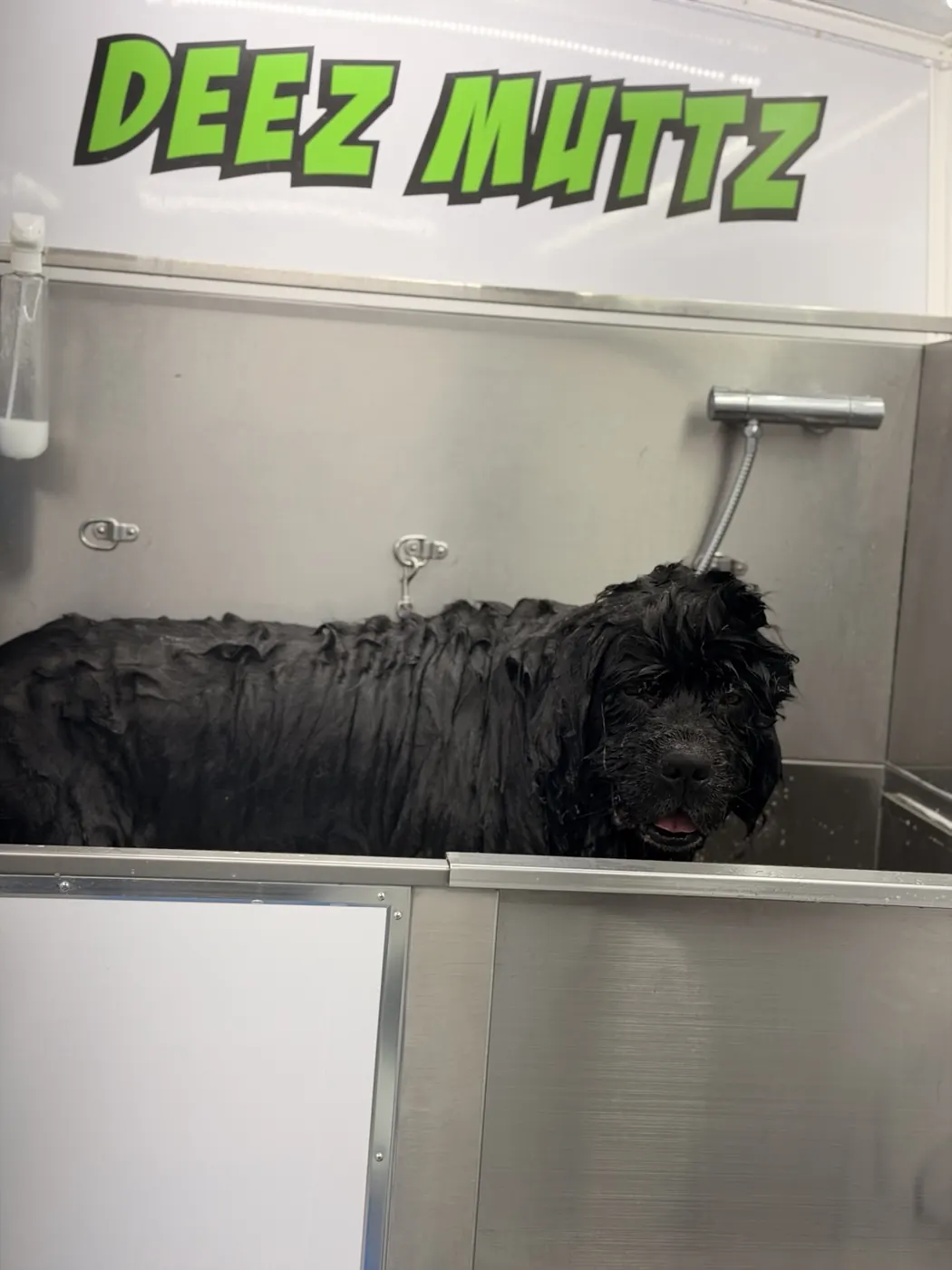 Large black dog in a stainless steel grooming tub inside the Deez Muttz mobile salon