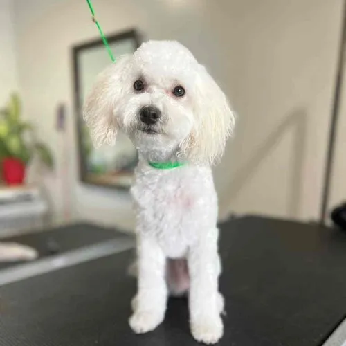Small white dog wearing a green collar standing on a grooming table