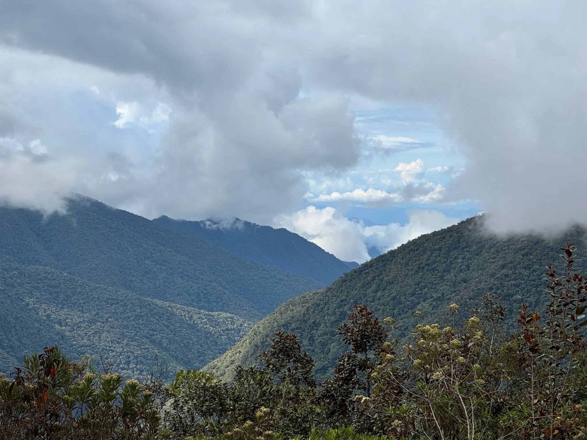 Pomacanchi – Cloud Forrest