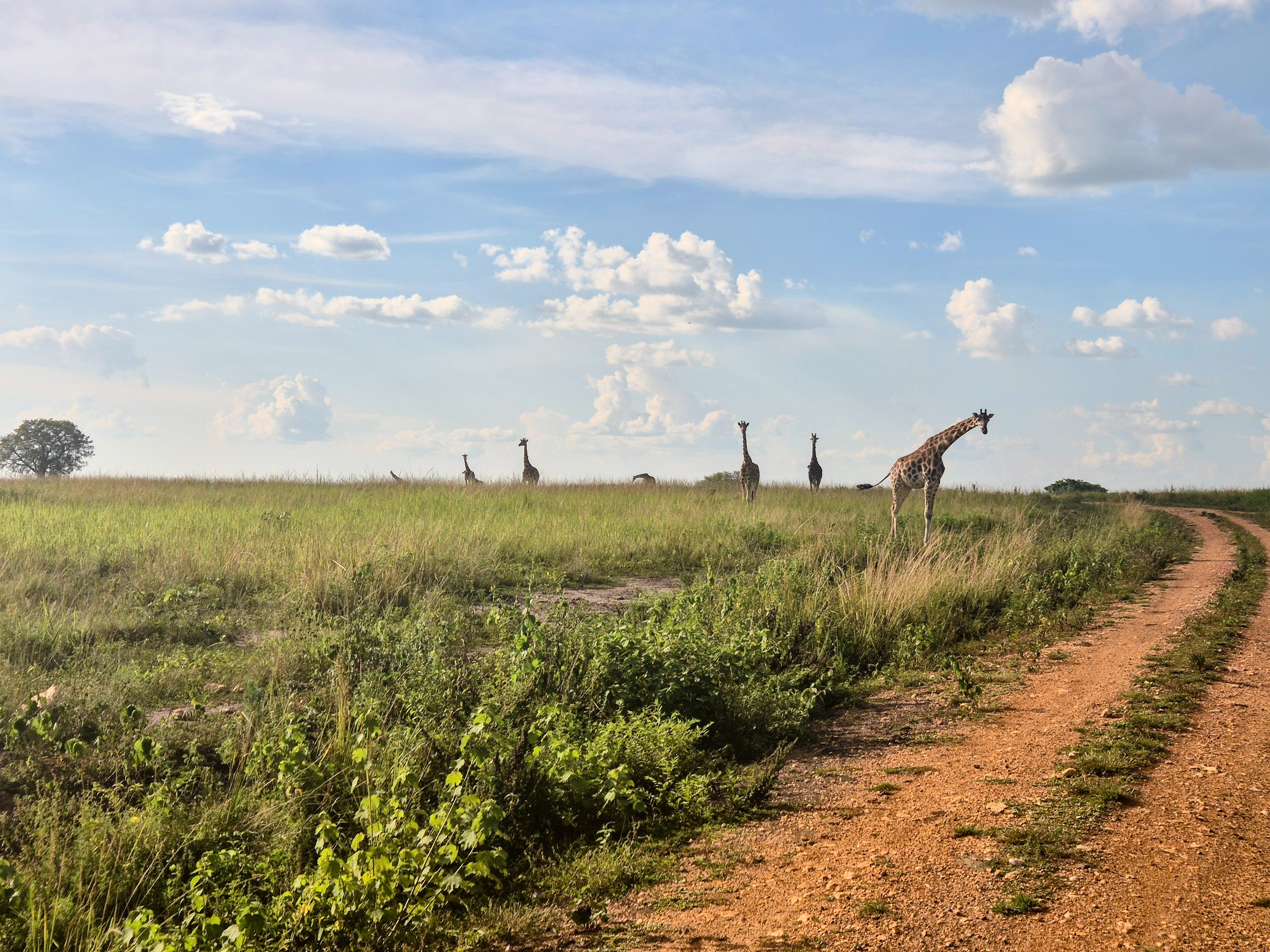 Kidepo-Murchison NP