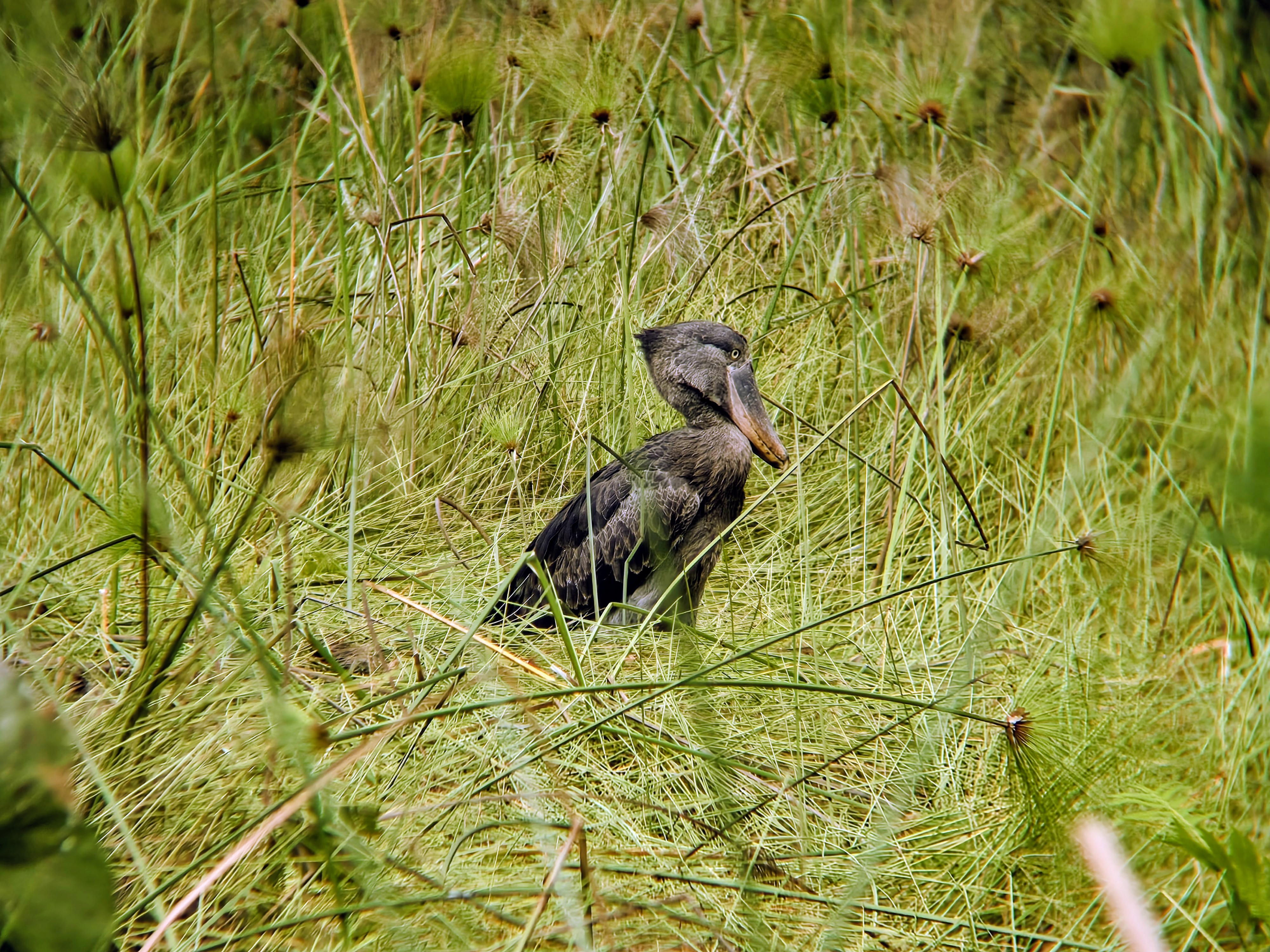Lake Mburo-Entebbe-Amsterdam