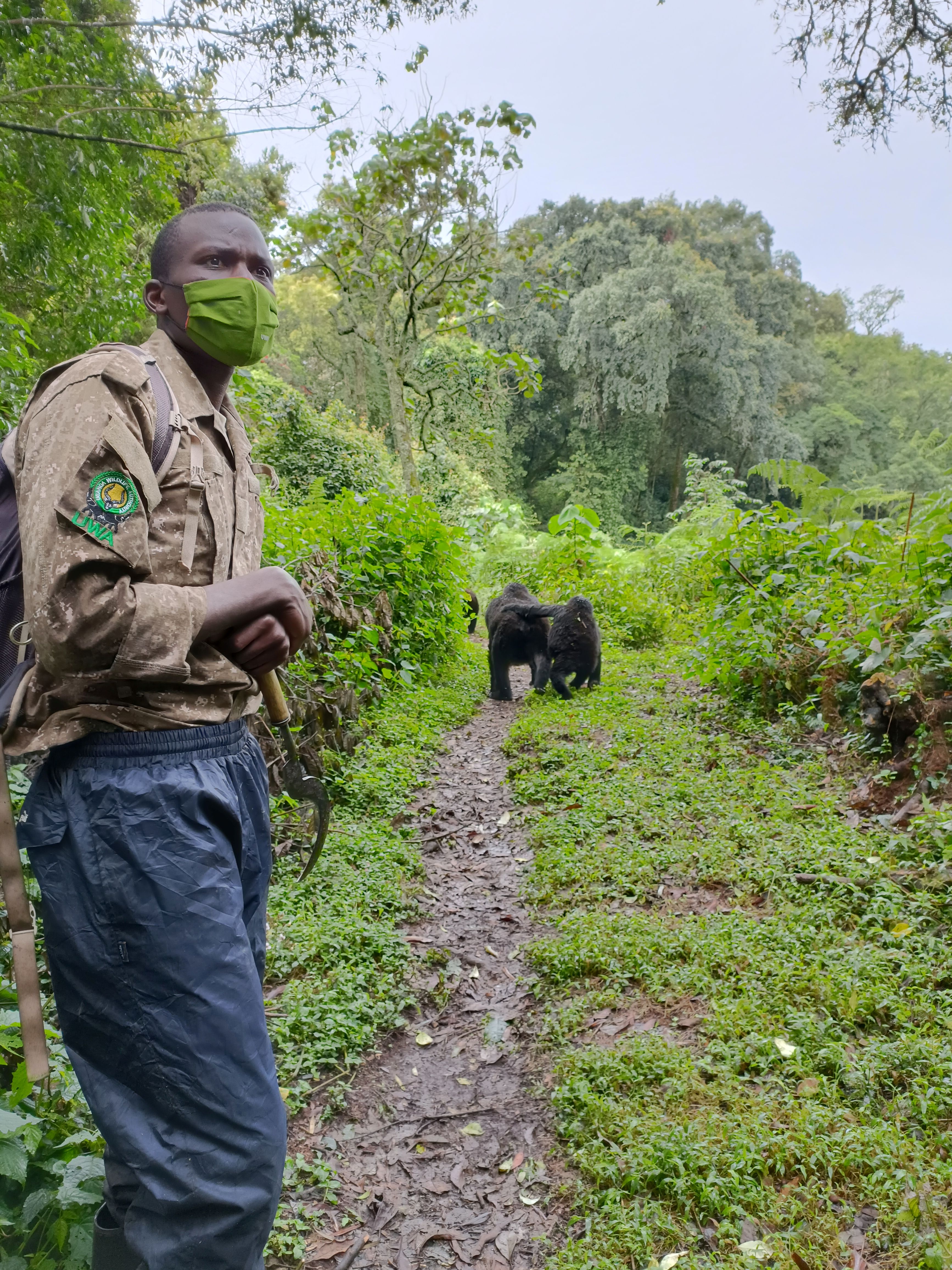 Bwindi Impenetrable Forest