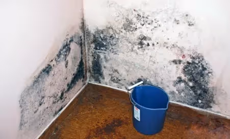 a wall with mould growing on it