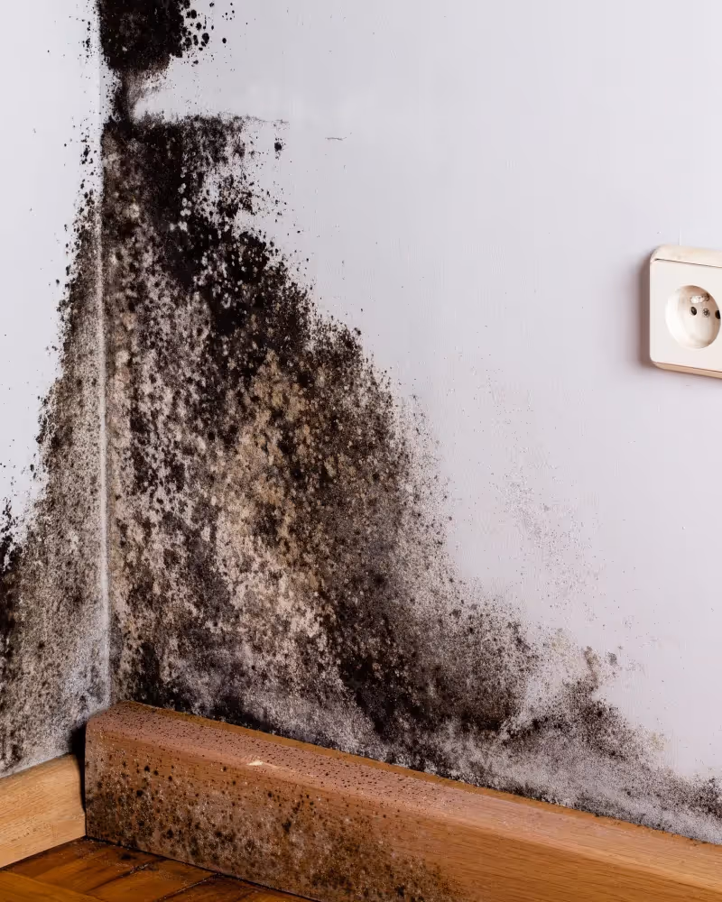 Mould growing on walls.