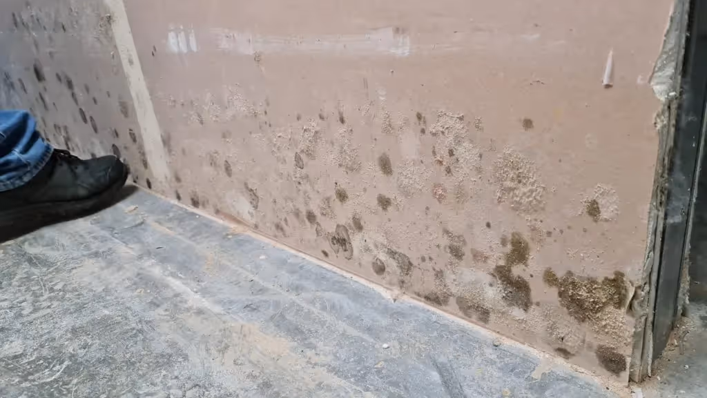 mould growing on a wall