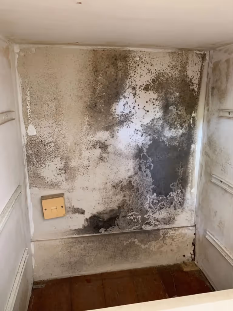 Mould growing on white walls.