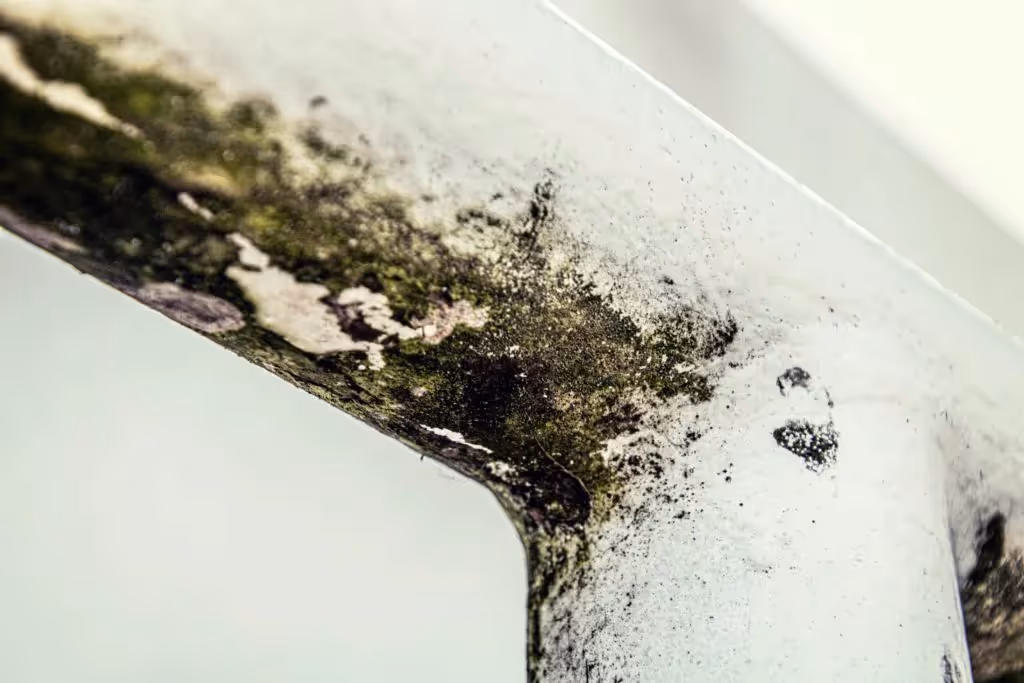 Mould growing on pipes