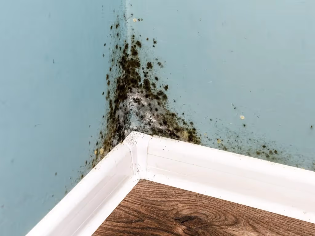 Mould growing on corner of a wall above the floorboards.