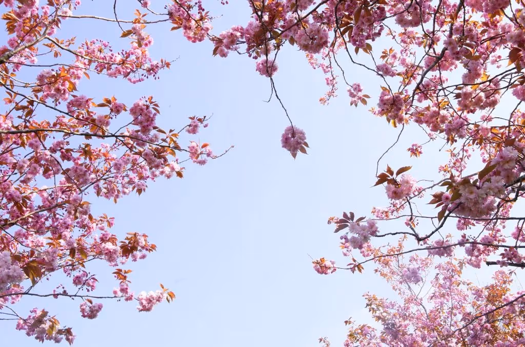 Cherry blossom tree.