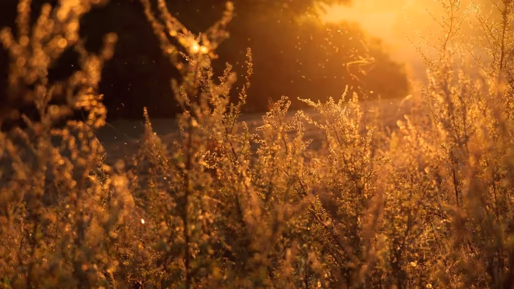 Plants with pollen blowing off of them.