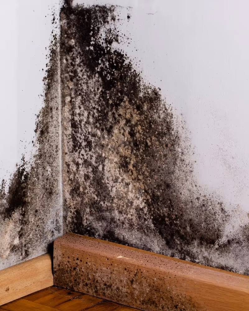 Mould growing on corner of a wall above the floorboards.
