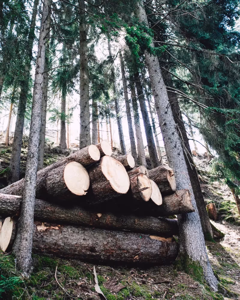 Pile of large logs in the forest.