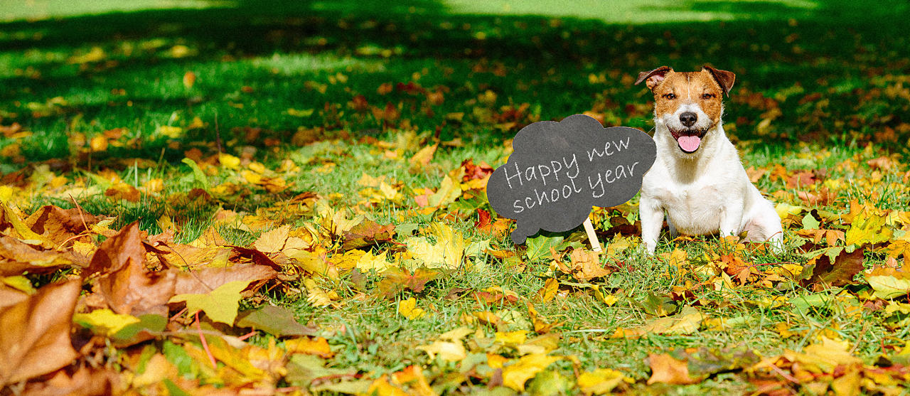 Why September is the perfect time for new habits for veterinary practice patients