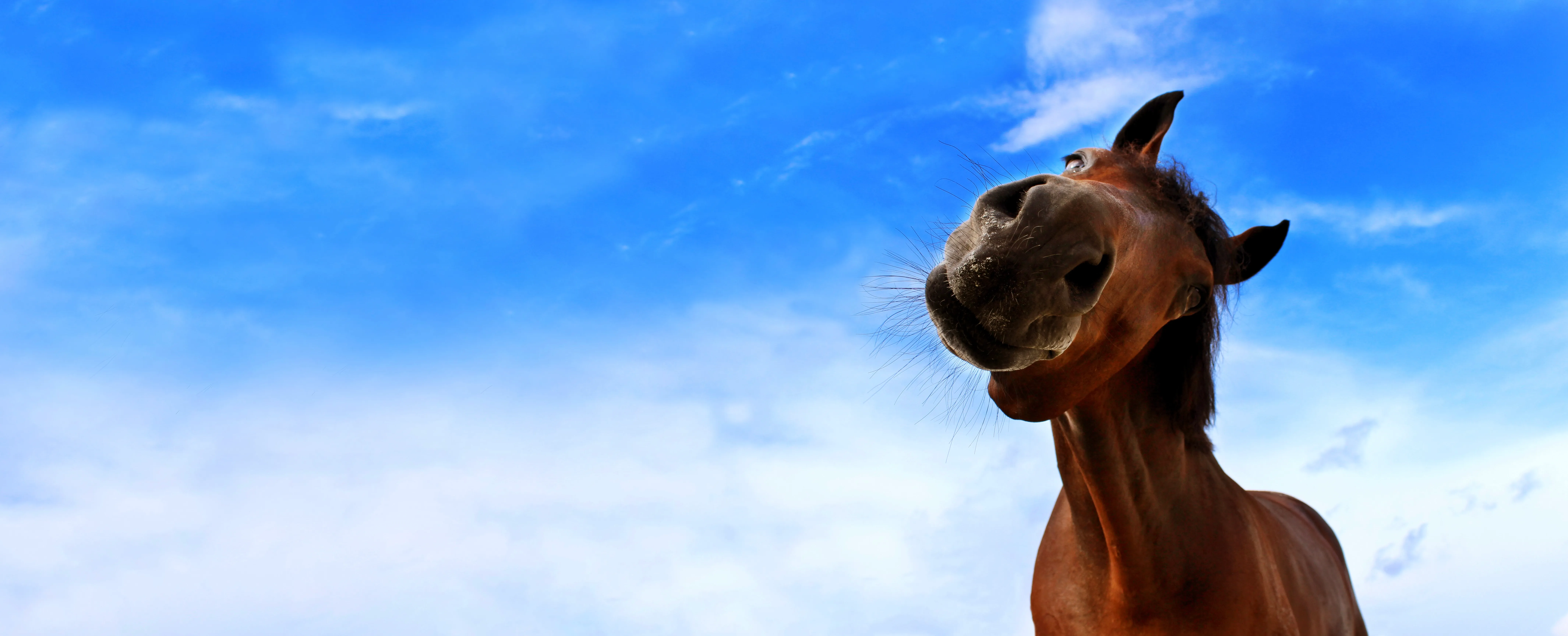 Removing barriers in veterinary practice: simple ways to boost adherence to recommendations