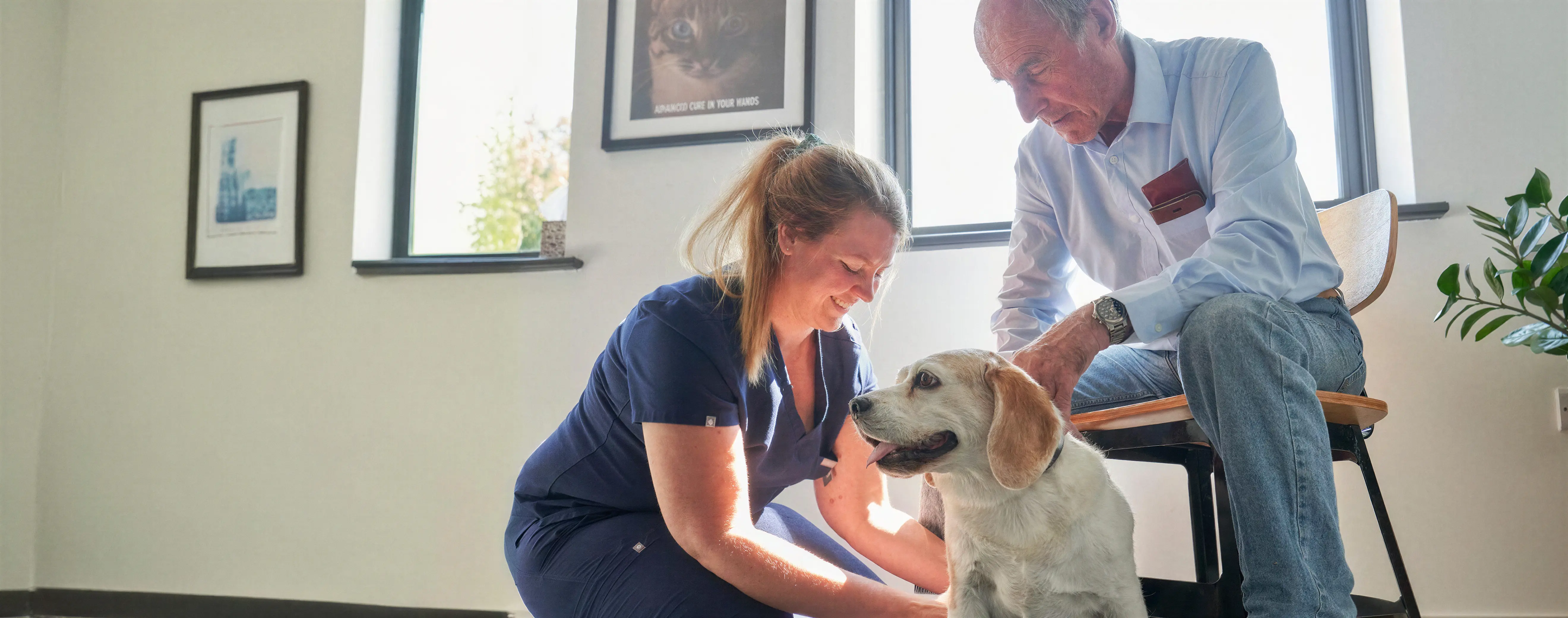 Bringing clarity to the South Downs Veterinary Referrals brand