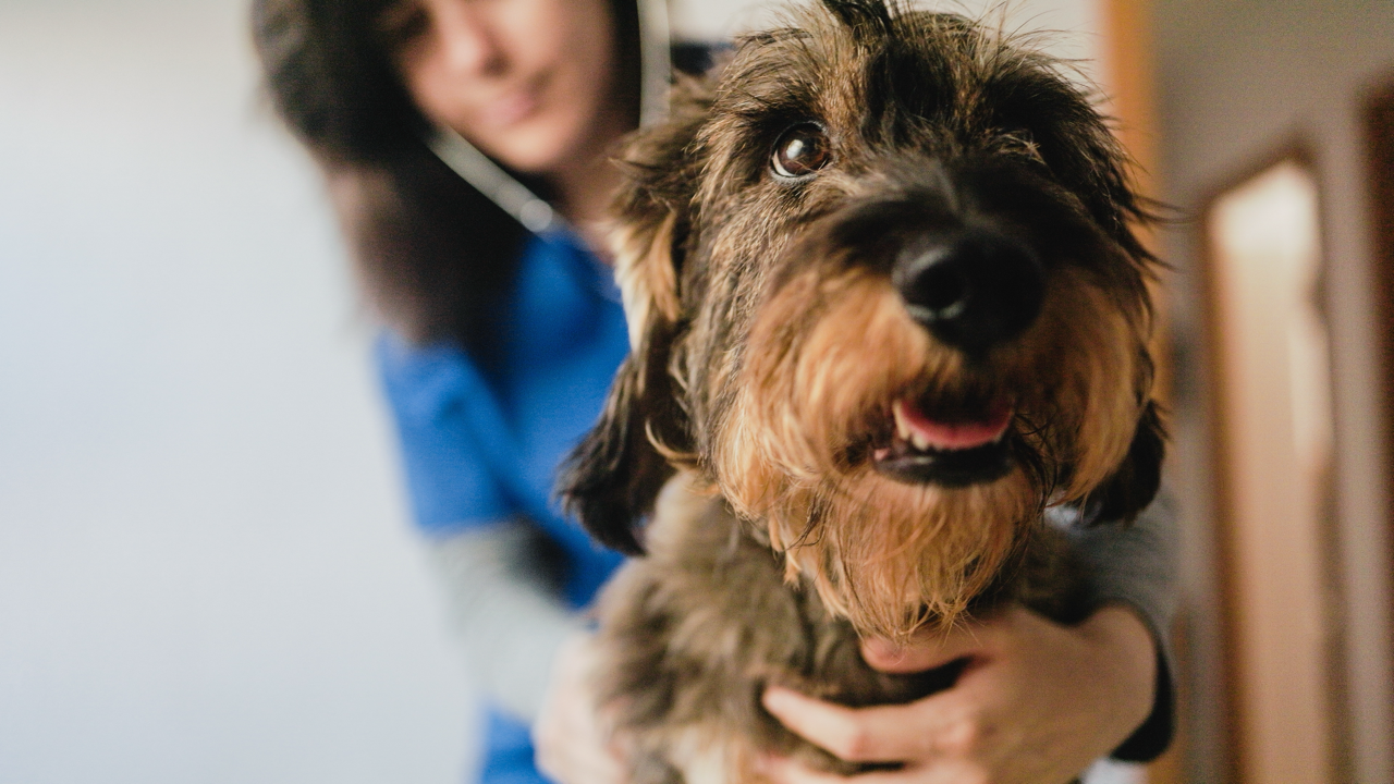 Moments that matter part 1: Why client experience often differs from what teams communicate in veterinary practice