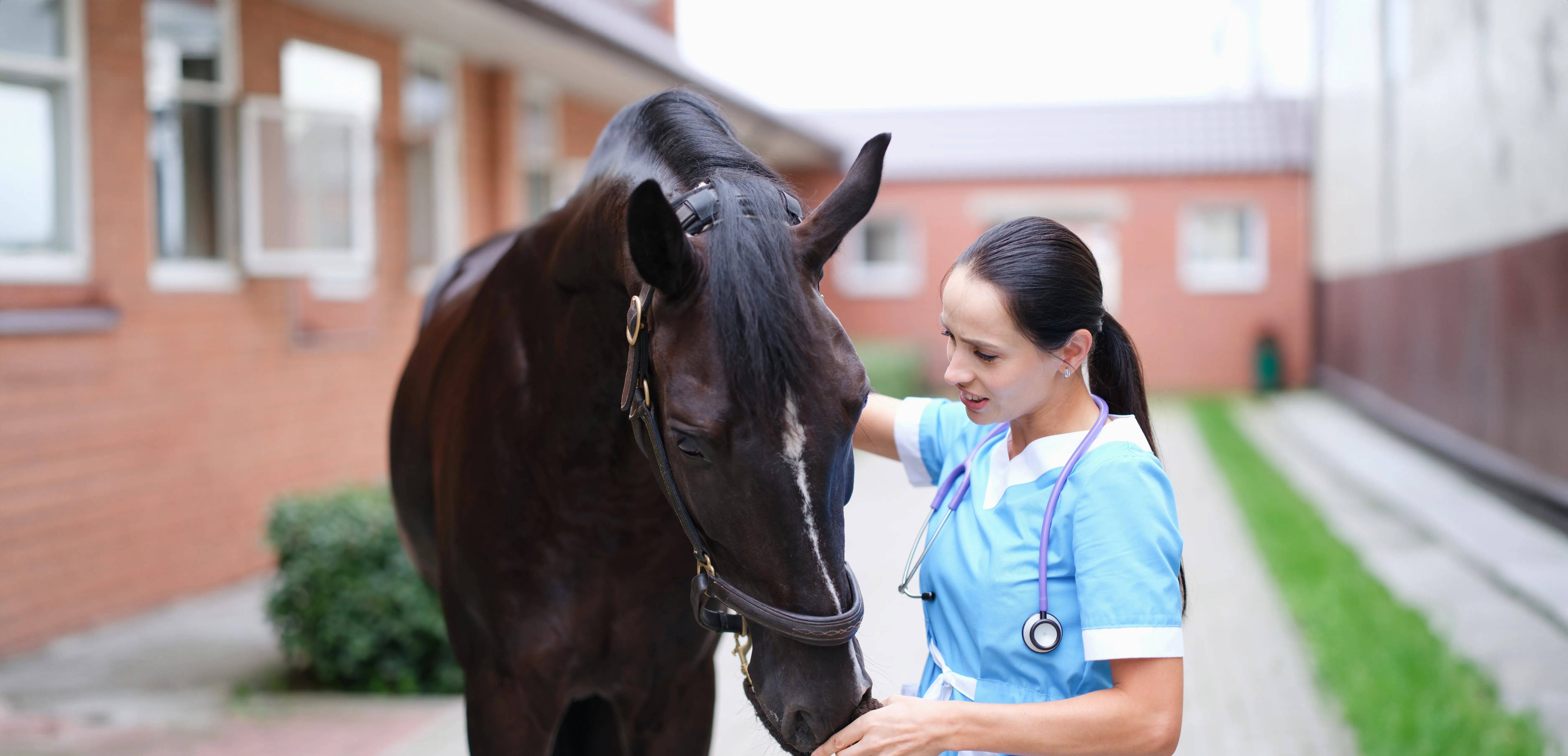 Moments that Matter Part 3: Why structure builds trust in veterinary communications