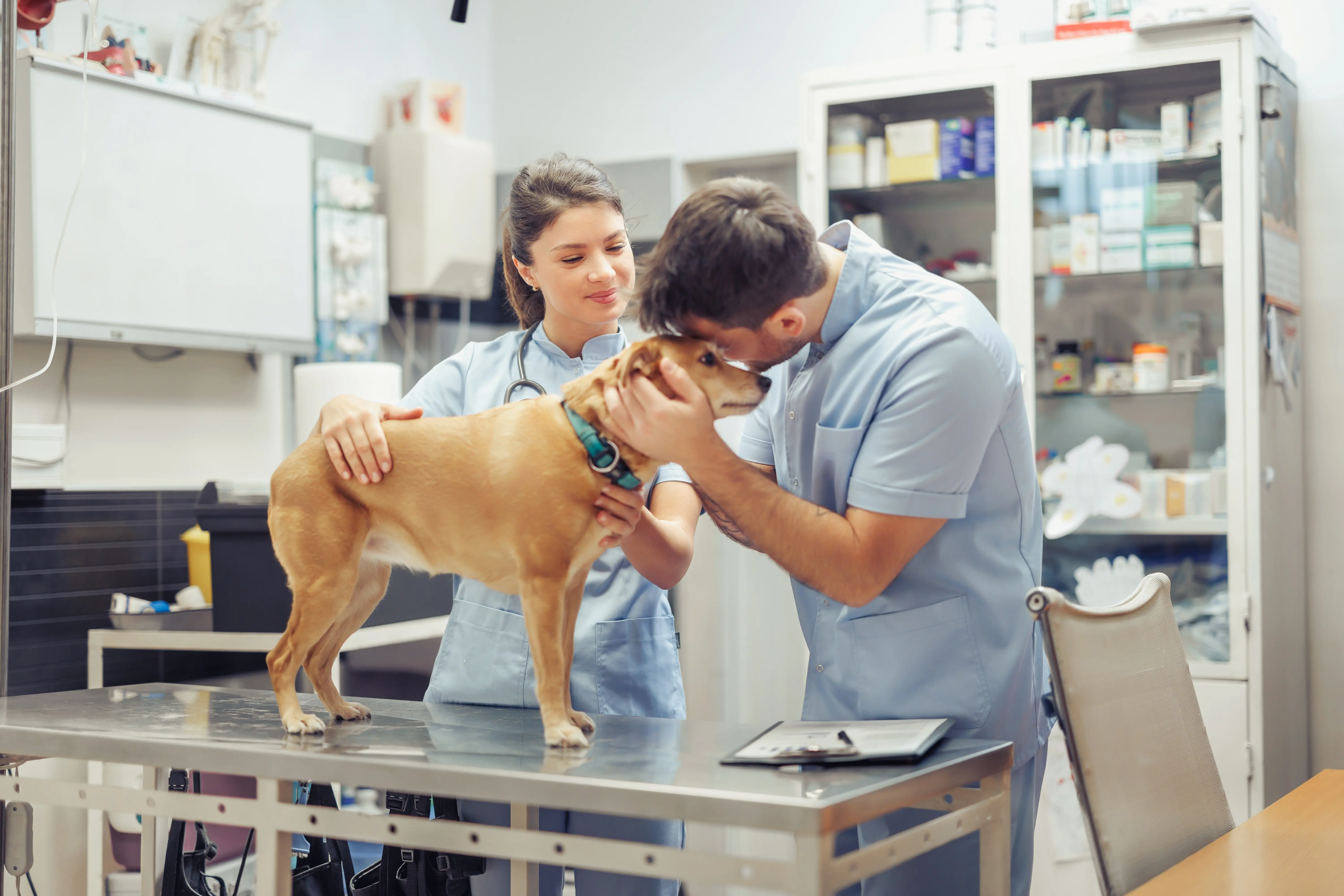 Should vet practices talk about money earlier?
