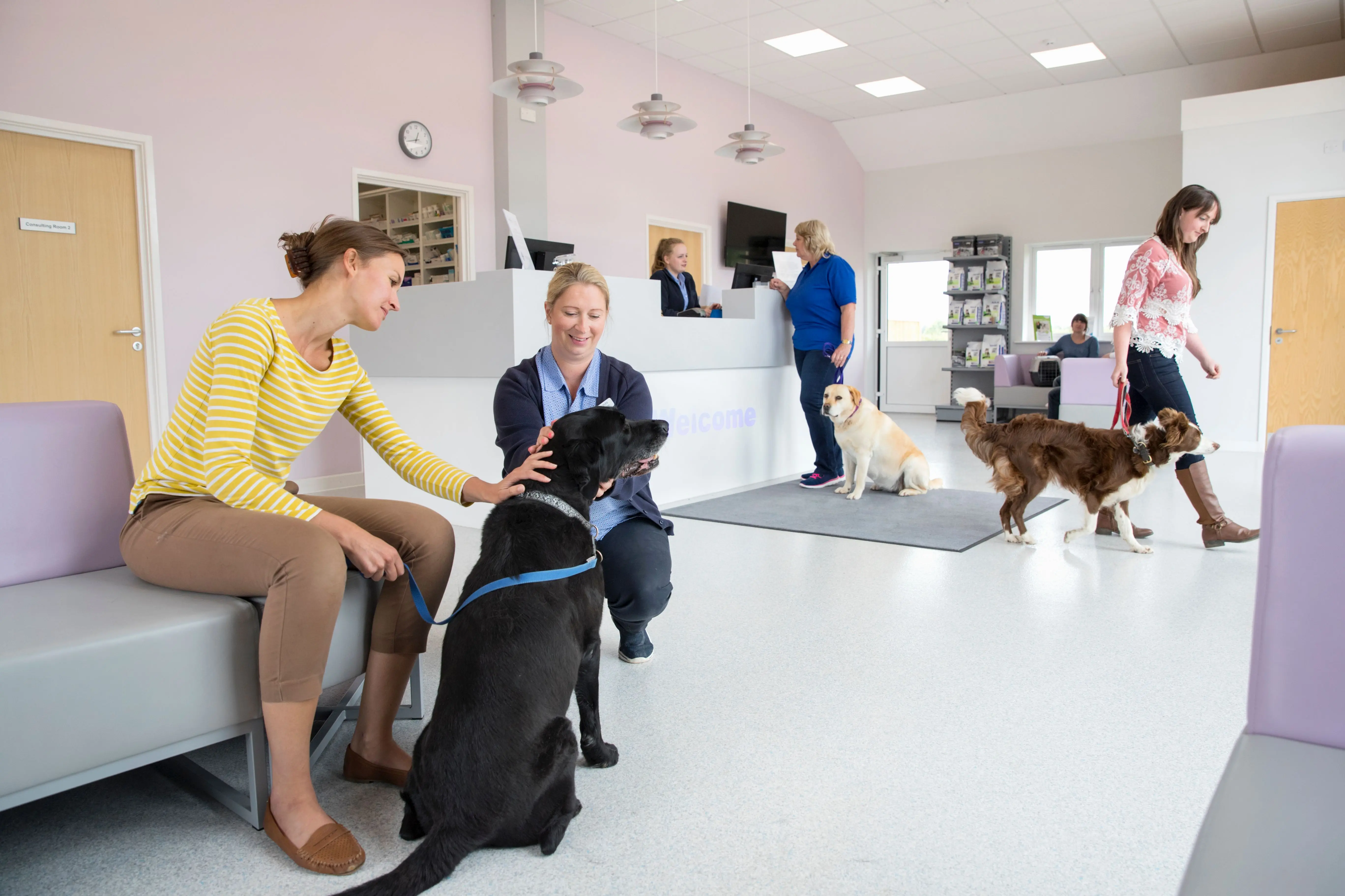 How can we help veterinary receptionists have easier money conversations?