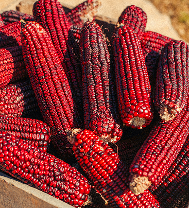 Carolina heirloom corn