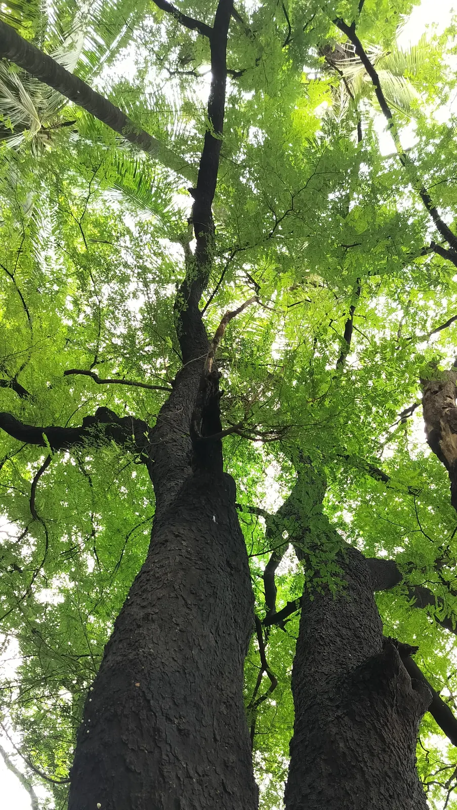 Under the old tree