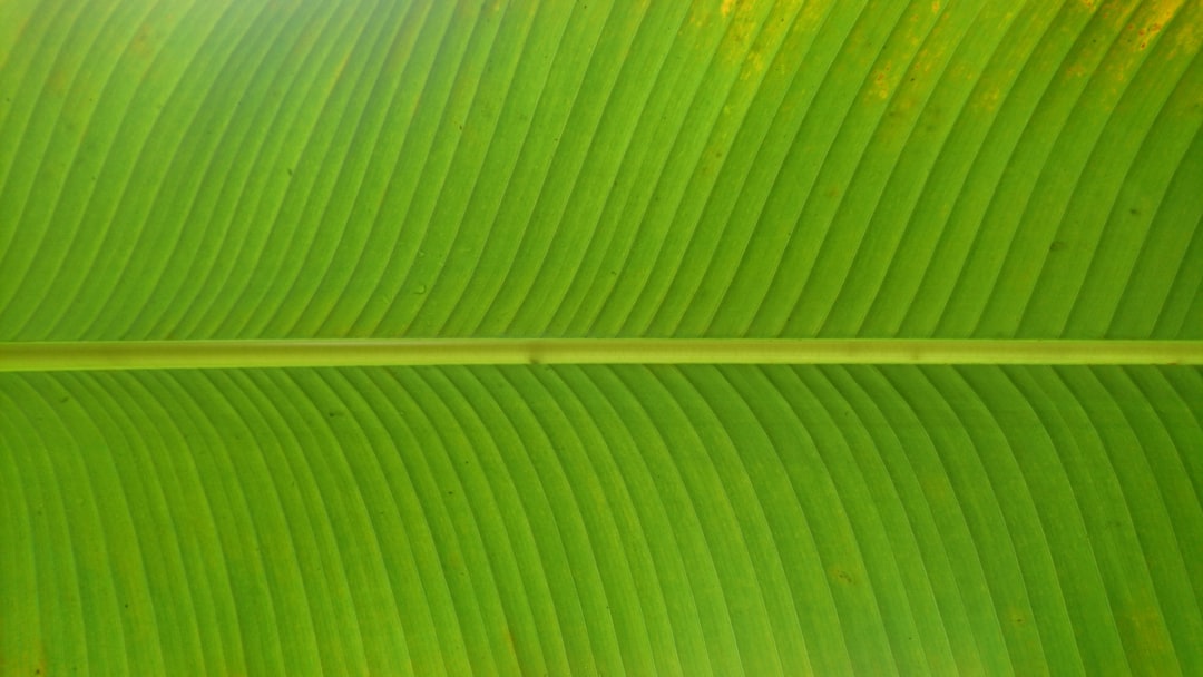 Gros plan sur une feuille verte luxuriante dont les nervures sont visibles, symbolisant la croissance organique et l’innovation dans les tendances de l’IA générative pour 2025 et au-delà.