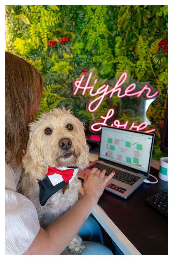 Curly-haired dog wearing a tuxedo bandana sitting on a person's lap in front of a laptop with a green plant wall and neon sign reading 'Higher Love' in the background.