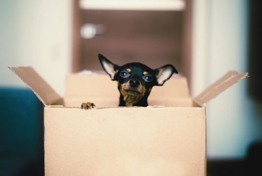 The Expat Pet Guide to Paris