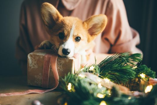 Un animal pour Noël ? Une fausse bonne idée 