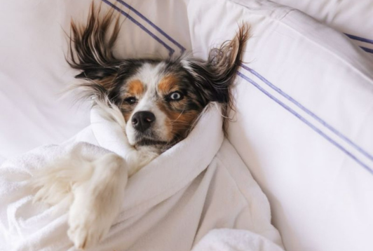 Voyager avec son chien : bien gérer le séjour sur place et les alternatives