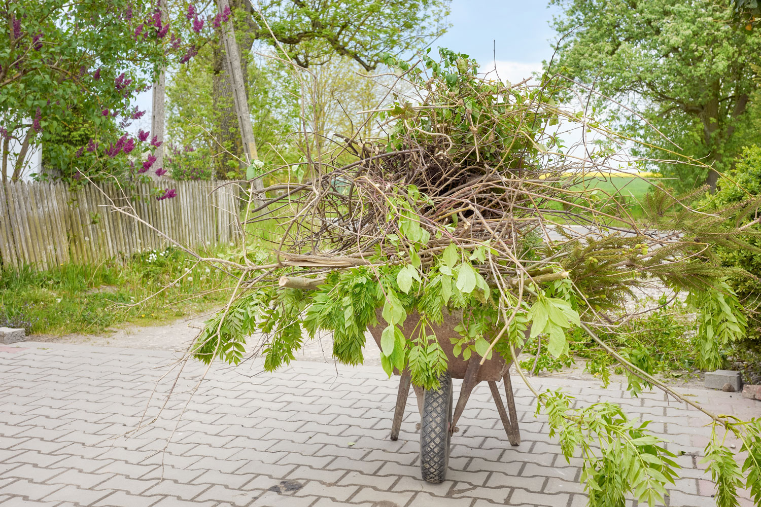 Lance's Tree Care Photo