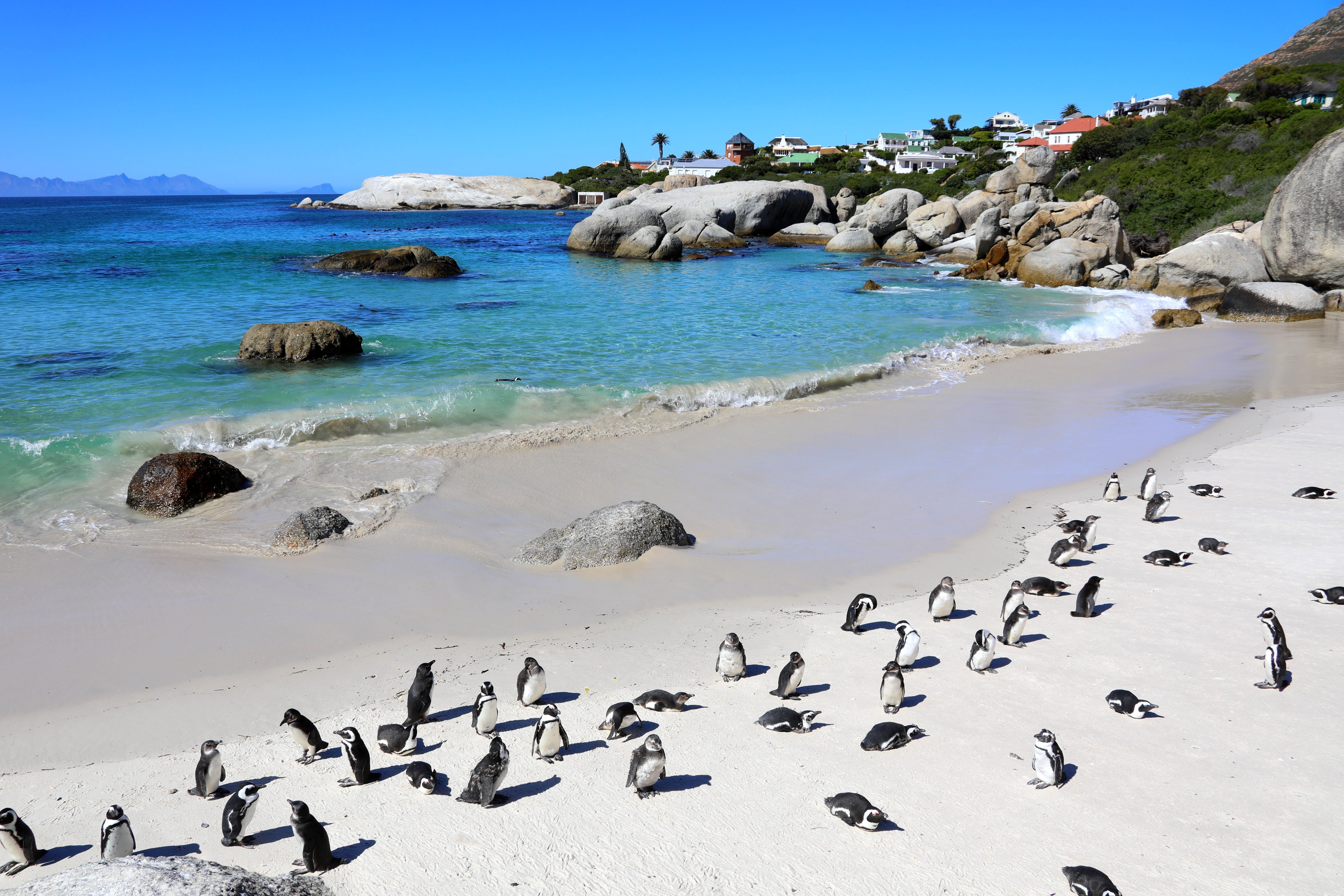 Pinguine am Boulders Beach in Südafrika