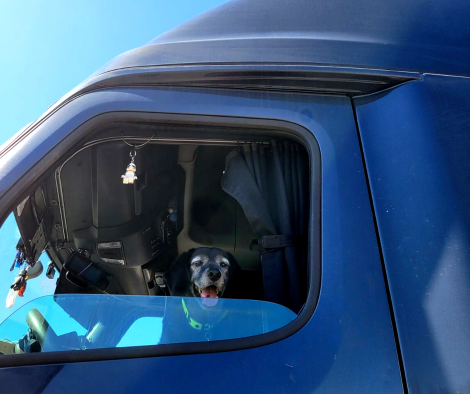 5 Reasons to Take Your Dog (Safely) on the Road
