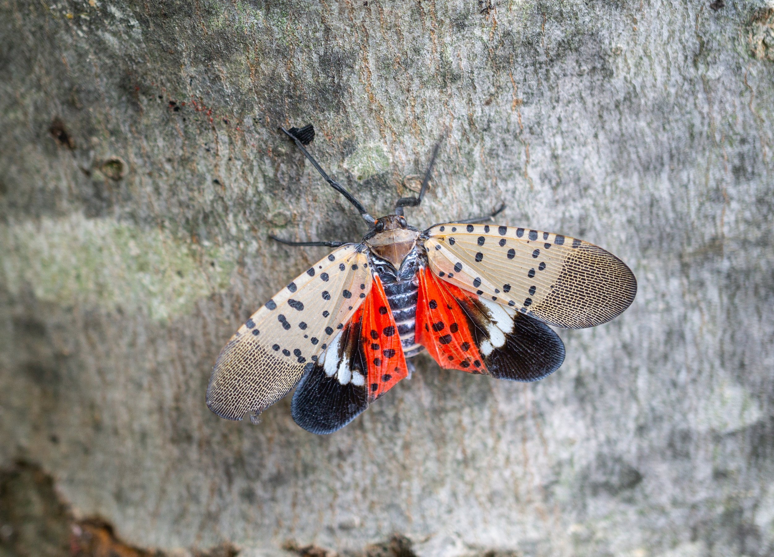 Spotted Lanternfly and Trucking: 8 Ways to Stop the Spread