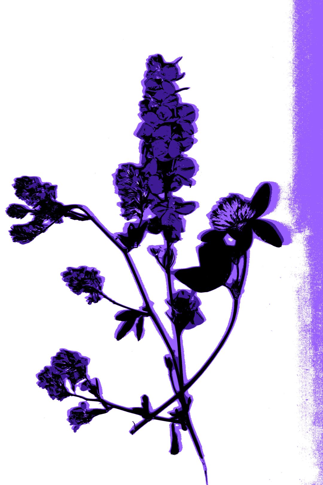 Descrizione dell'immagine