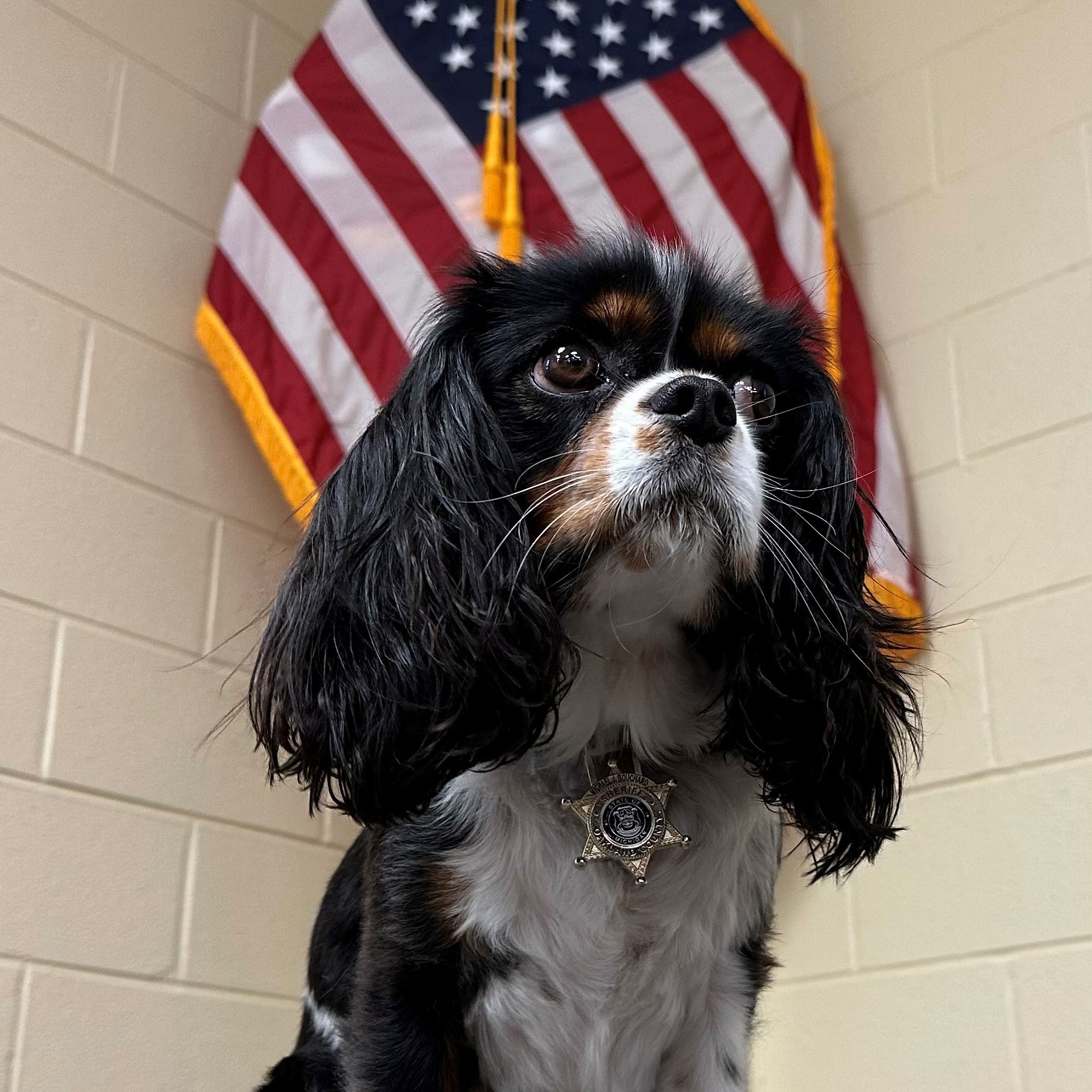 K9 Deputy Cali