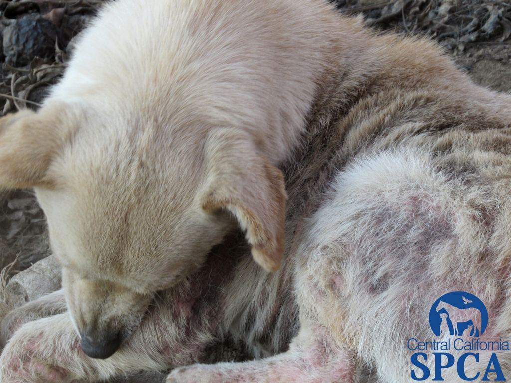 383 Neglected Animals 3