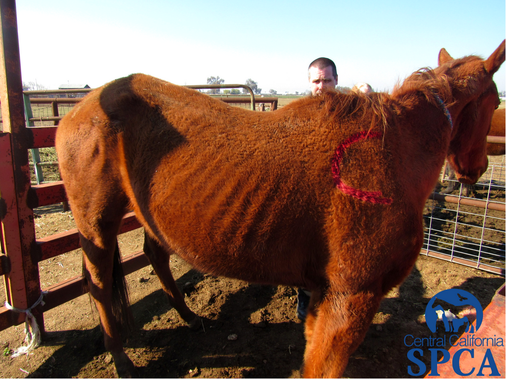 383 Neglected Animals 1