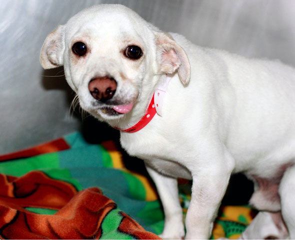4 Neglected Dogs Seized from Verge of Death