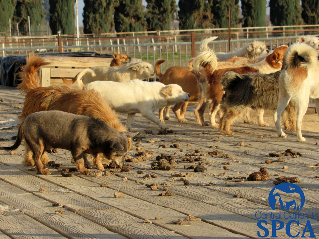 383 Neglected Animals 8