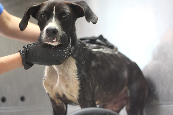 CCSPCA Bath 6_23_13 Dog 1a