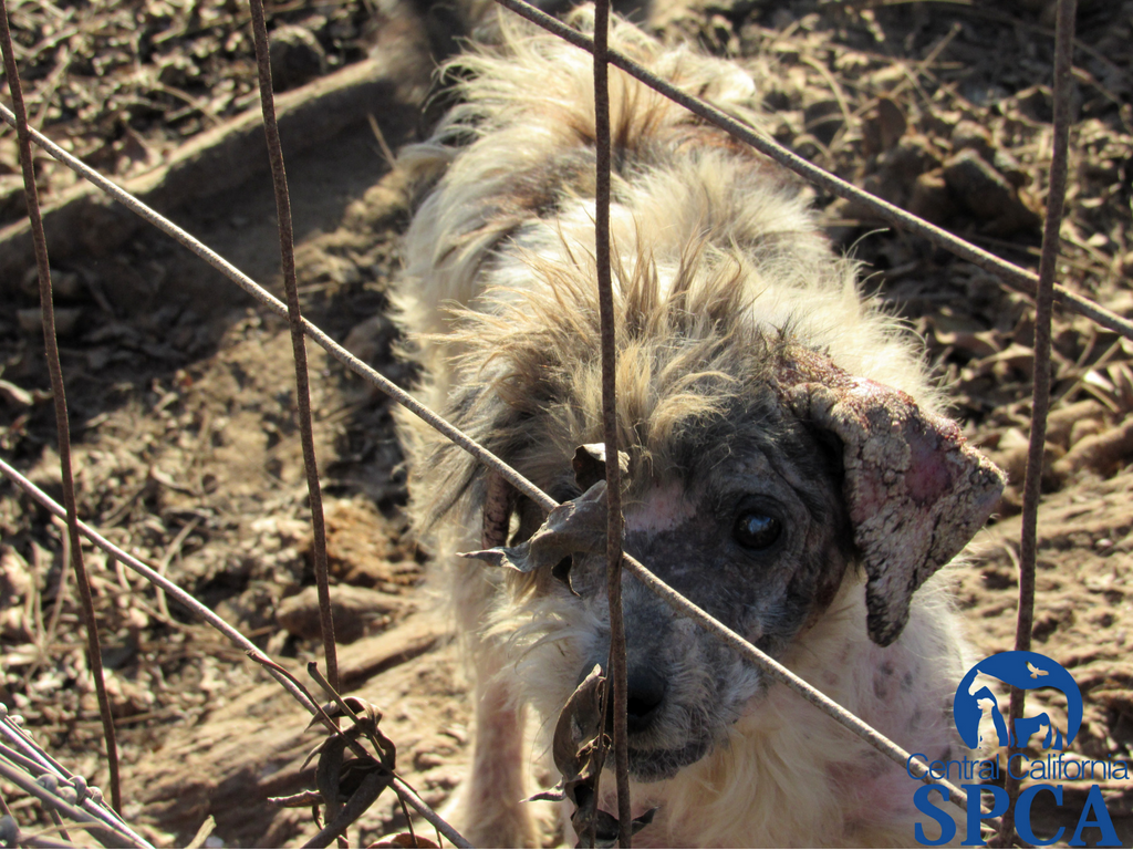 383 Neglected Animals 7