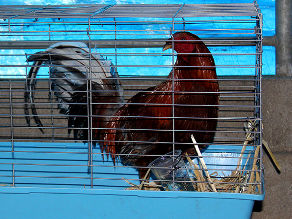 102 Fighting Roosters Seized 2